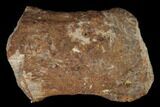 Fossil Raptor Pathological Phalange (Toe) - Texas #116727-1